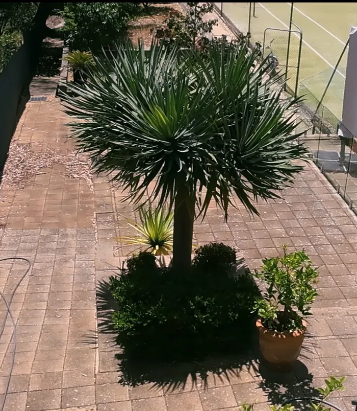 Dull, dirty brick paving beside a spiky palm-style plant, before pressure washing