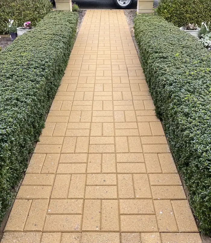 Clean golden brick paver path between two clipped hedges after pressure washing