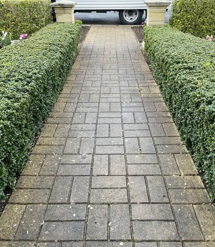 Dark, weathered brick paver path between two clipped hedges, before pressure washing