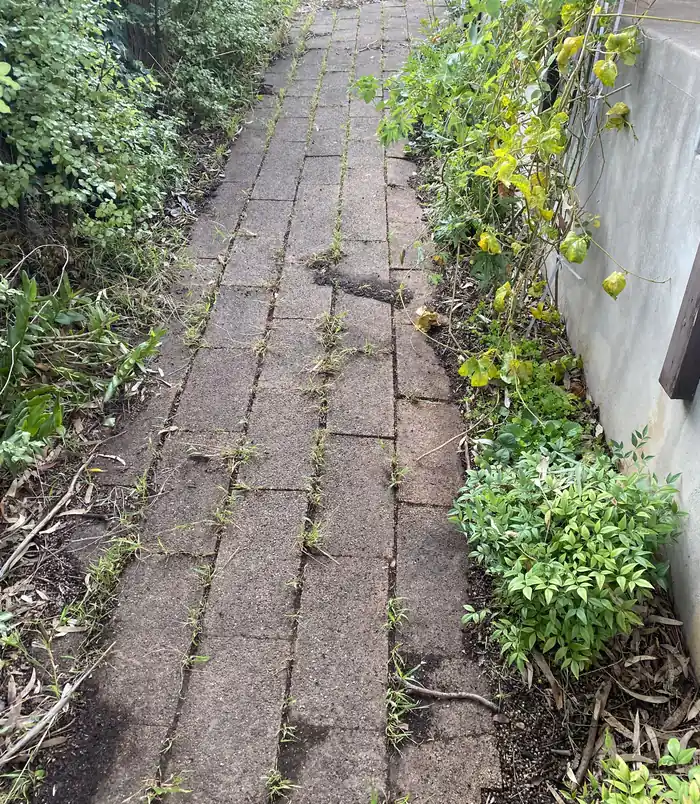Narrow brick paver path overgrown with weeds and grime beside a garden, before pressure washing