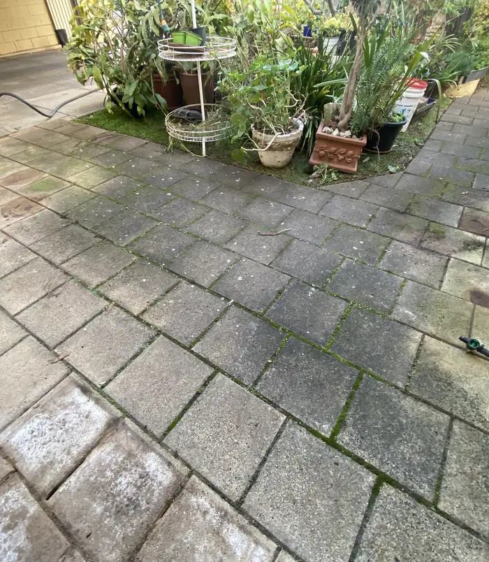 Brick paver path with green algae and grime beside potted plants, before pressure washing