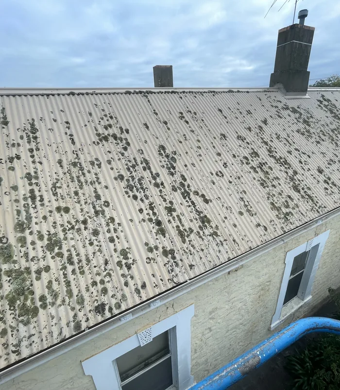 Corrugated iron roof covered in dark moss and lichen patches, before pressure washing