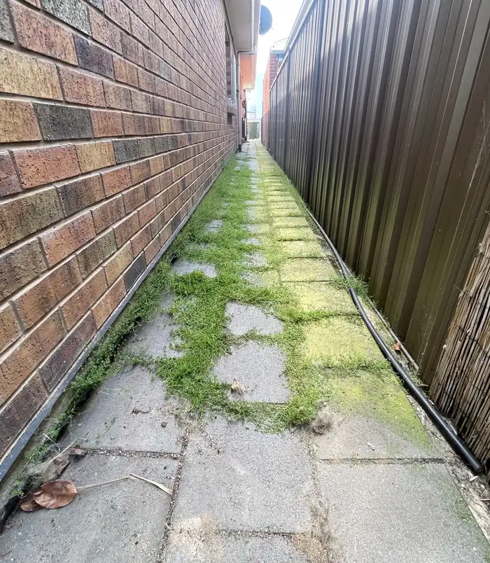 Narrow side passage between a brick wall and fence with grass and weeds growing through pavers, before pressure washing