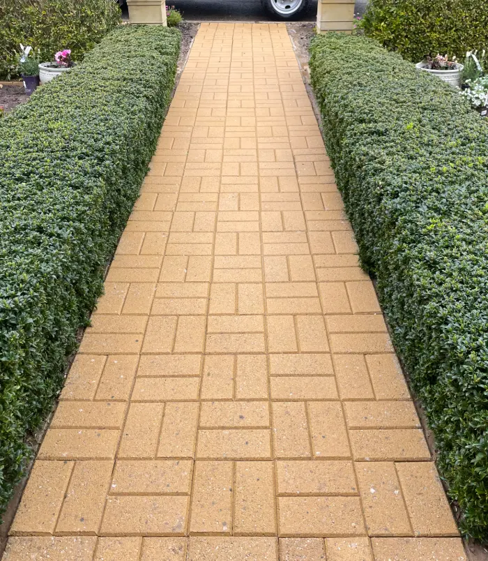 Brick paver path between two clipped hedges after sealing, with a clean, warm golden finish