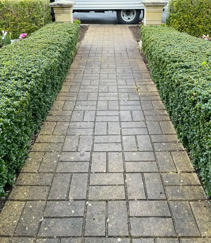 Brick paver path between two clipped hedges before sealing, looking dull, grey and weathered